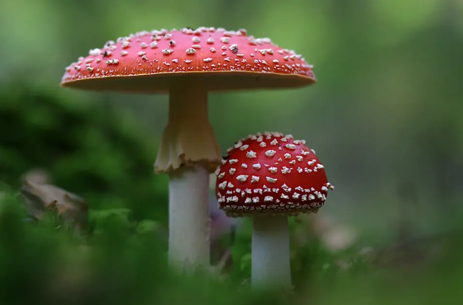 manchas rojas en el glande